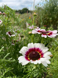 Close-up of Chrysanthemum Painted Daisies by Bishy Barnabees Cottage Garden Ltd, showing white blooms with maroon and yellow centers among green foliage in a garden, set against a softly blurred background.