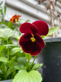 A deep red Viola Cornuta Large Flower Mix by Bishy Barnabees Cottage Garden blooms with a yellow center among green leaves, with a metal fence and another blurred edible flower in the background.