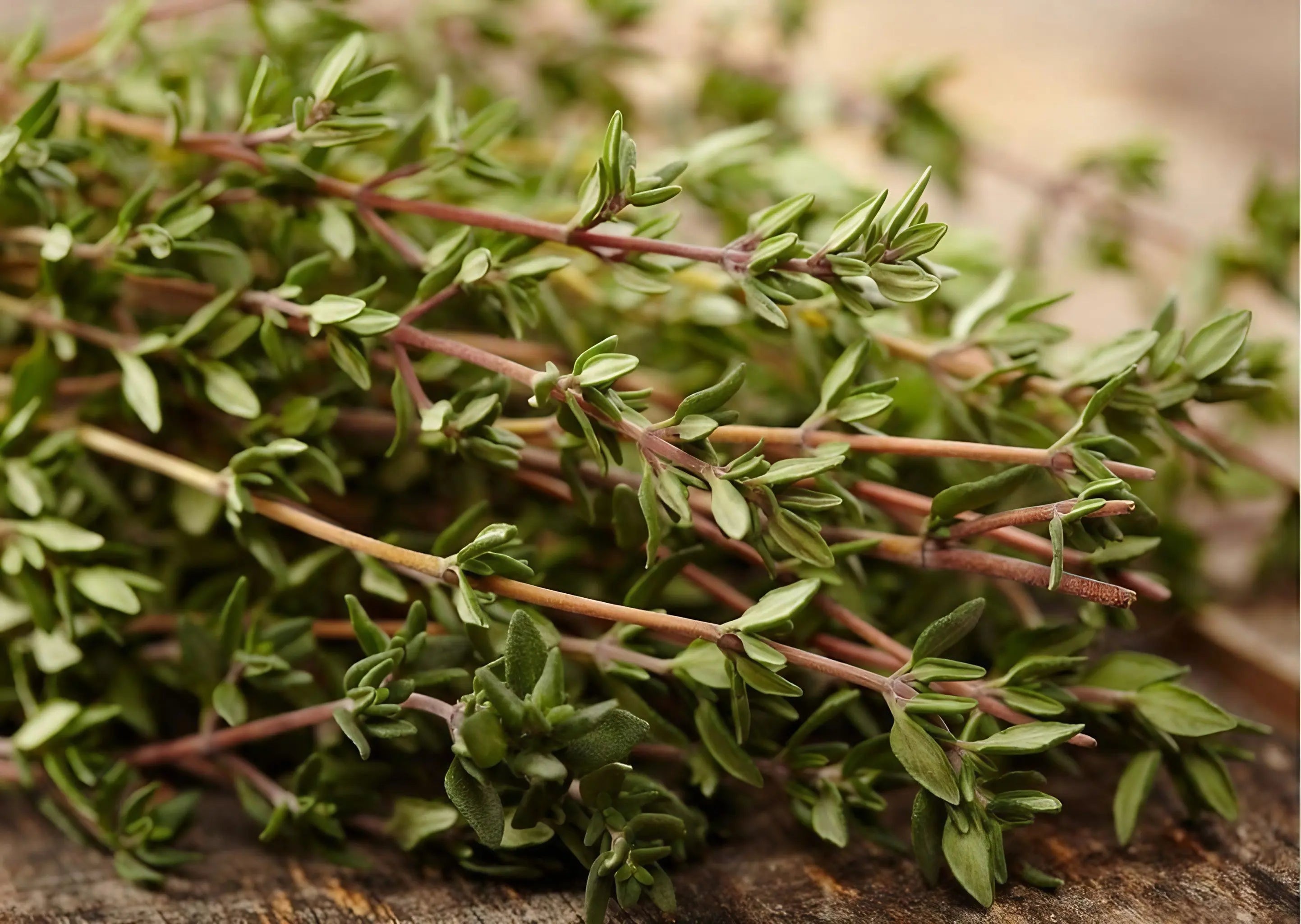 Thyme Common - Bishy Barnabees Cottage Garden Ltd