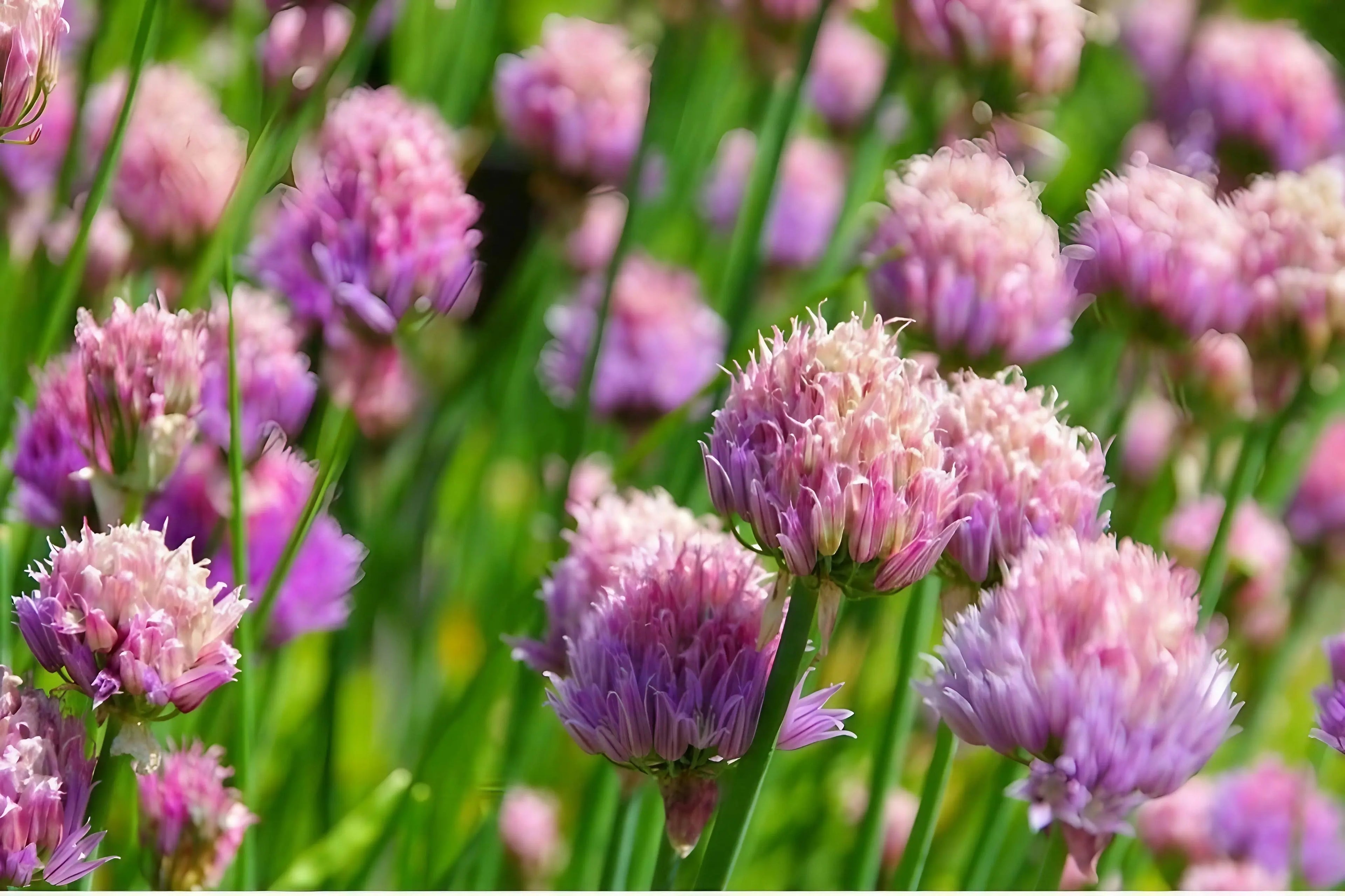 Close-up of Chive flowers with green leaves in a field