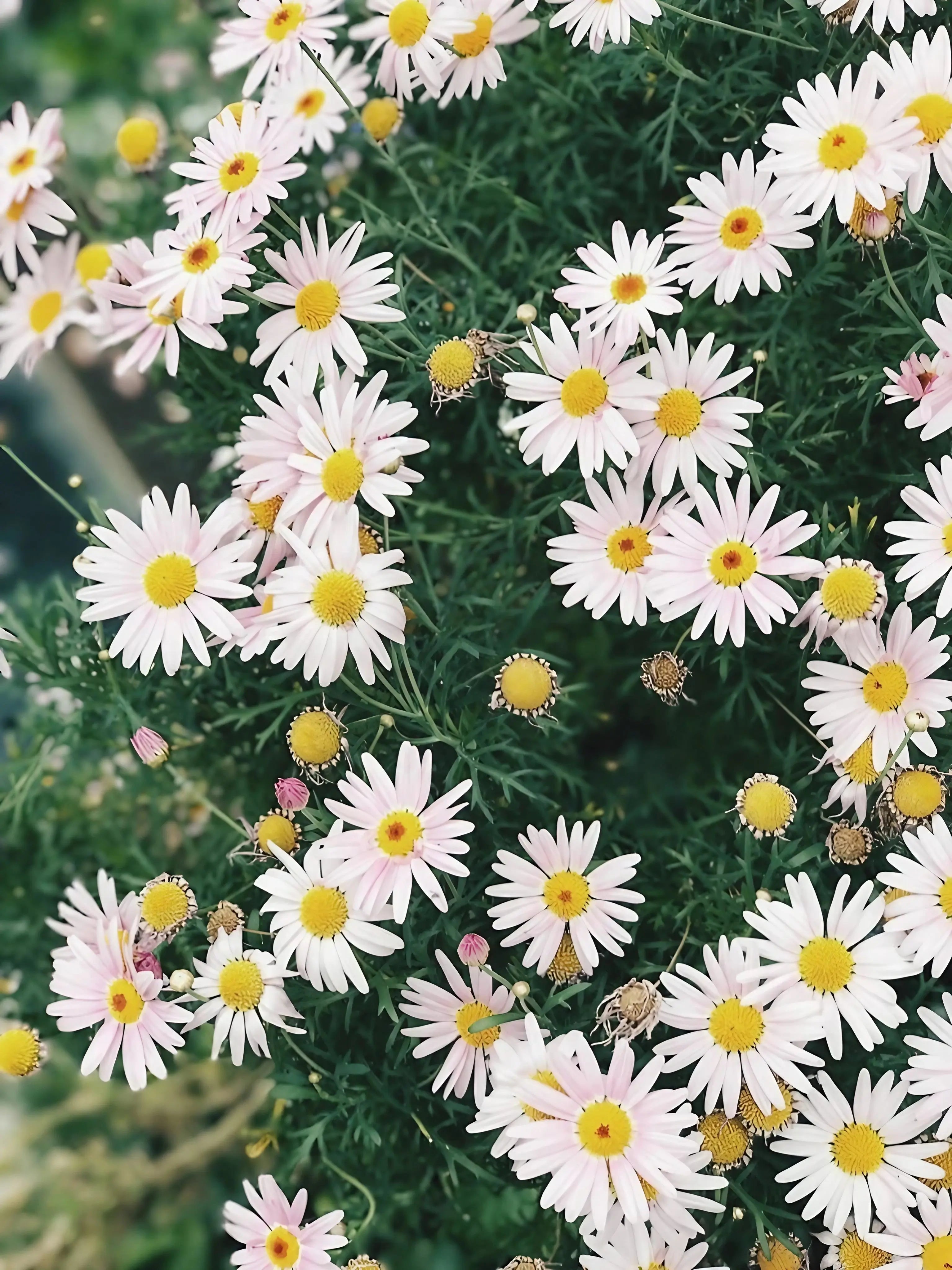 Close-up of the white daisy-like flowers of German Chamomile