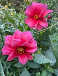 Two vibrant pink dahlias from the Dahlia Early Bird Mix by Bishy Barnabees Cottage Garden bloom among lush foliage—one in sharp focus, the other softly blurred—perfect for brightening patio pots.