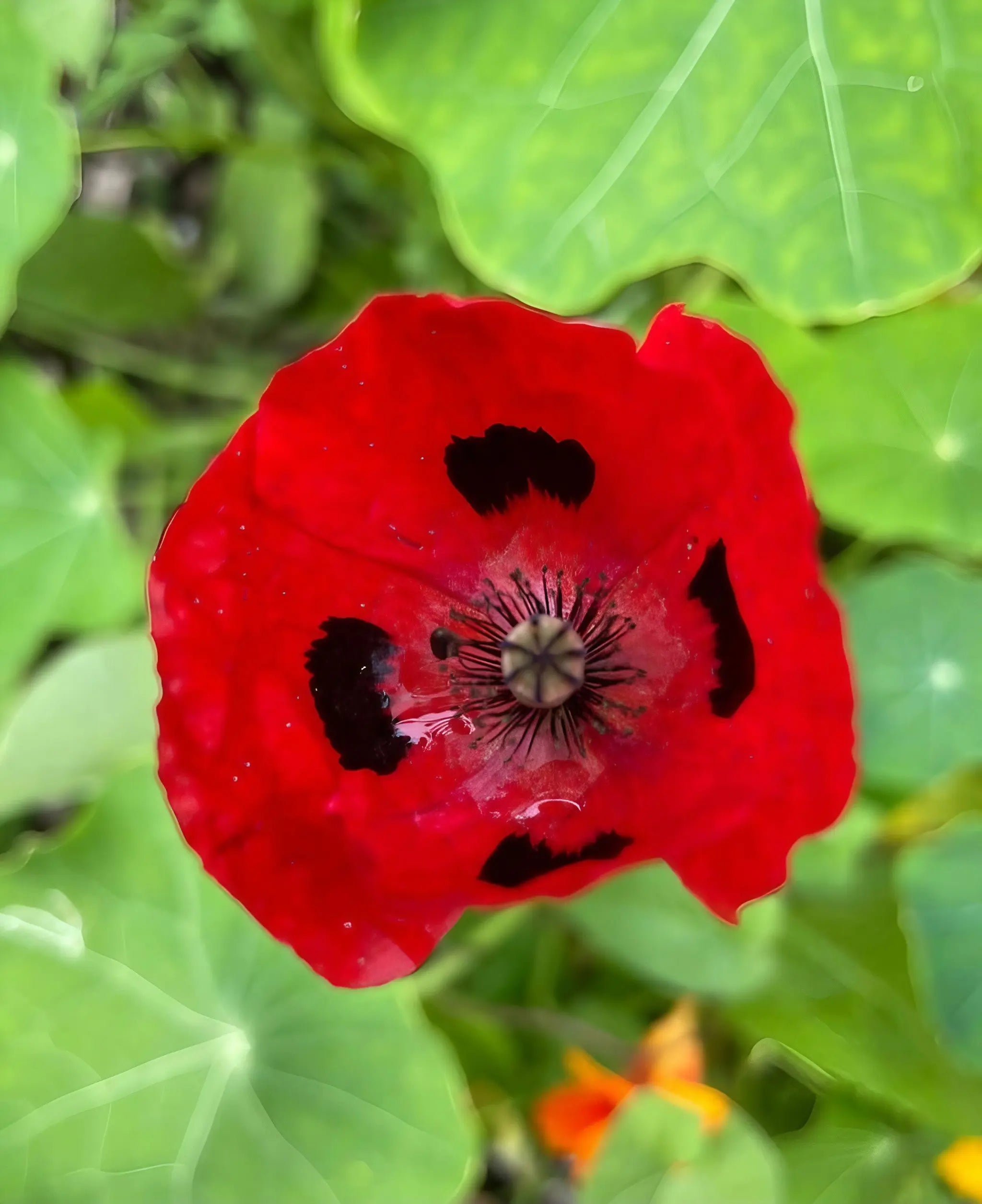 red flower with black seeds Poppy Ladybird Seeds