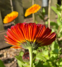 Close-up of Calendula Touch of Red by Bishy Barnabees Cottage Garden Ltd, with vibrant orange-red petals, green stem, and blurred flowers in sunlight—ideal hardy annual for cottage gardens.