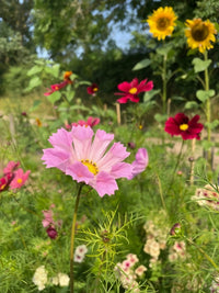 A pink Cosmos Seashell flower from Bishy Barnabees Cottage Garden blooms in a garden, surrounded by greenery, red flowers, and tall yellow sunflowers in the background under bright sunlight.