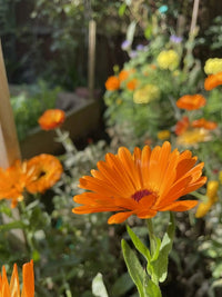 Close-up of a vibrant orange Calendula Art Shades Mixed flower by Bishy Barnabees Cottage Garden Ltd in sunlight, with blurred vintage-toned blooms and green foliage behind—creating a warm, summery garden scene.