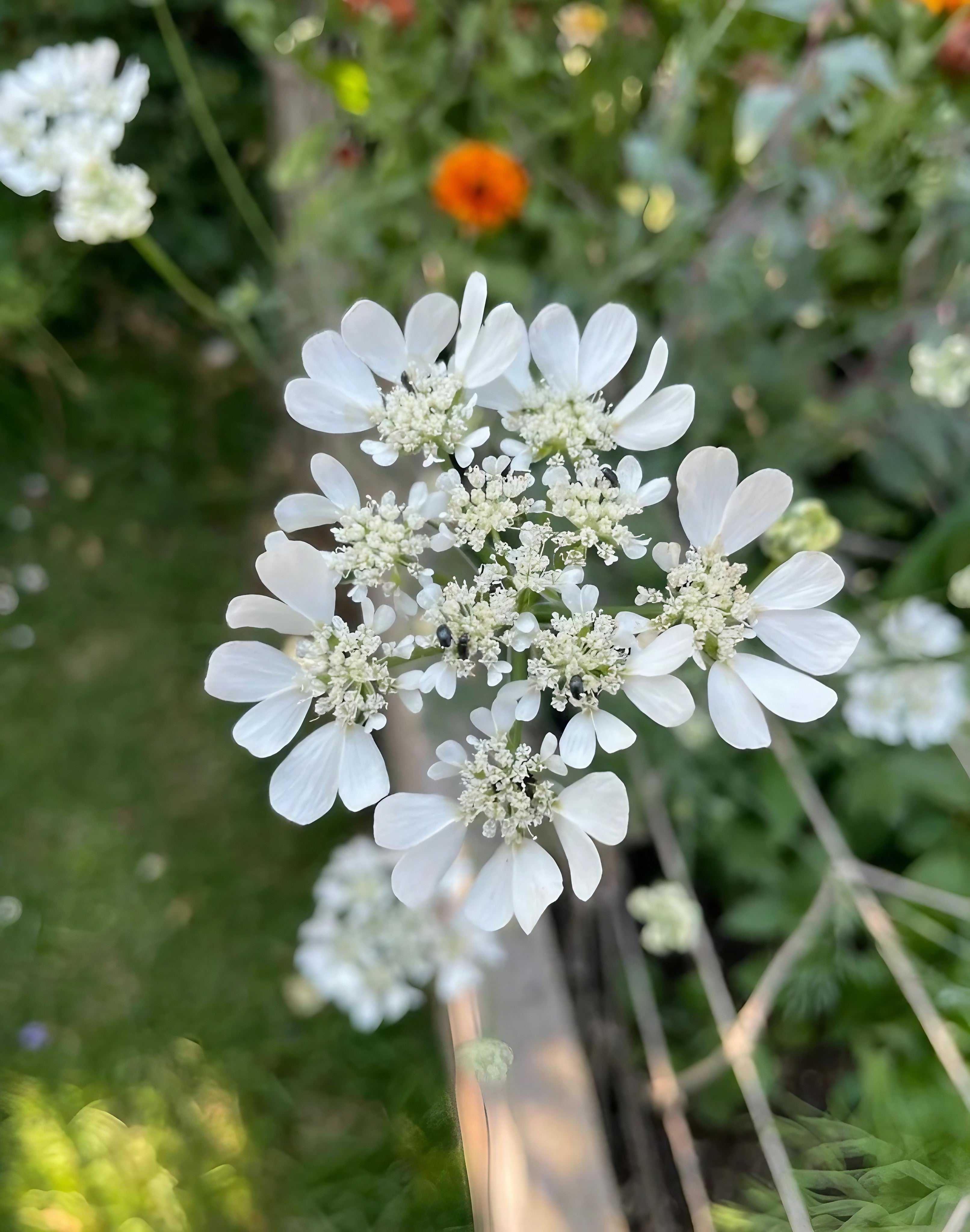 Close-up of Orlaya Grandiflora flowers blooming in a natural setting