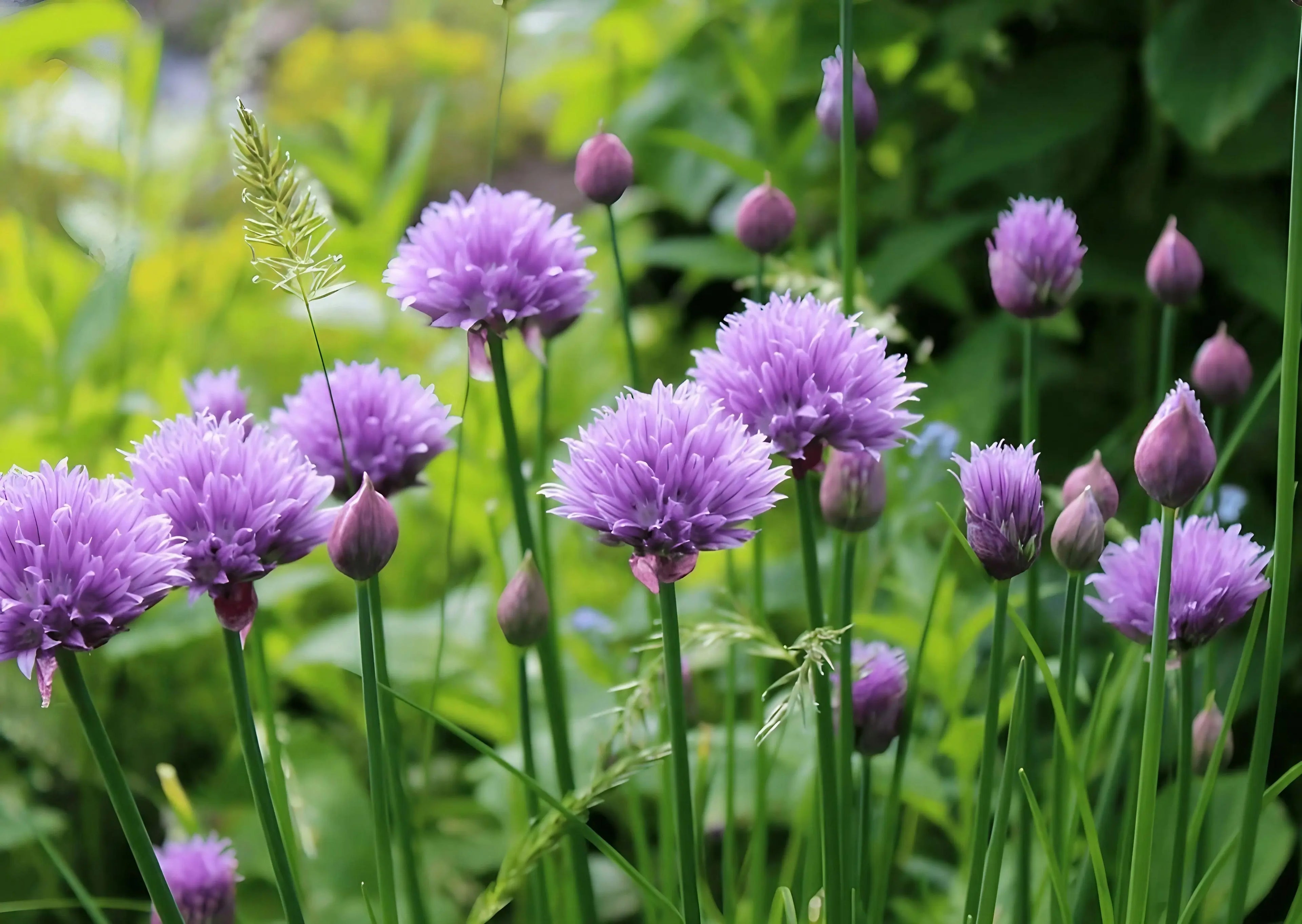 Close-up of the purple globe flowers of Chives.