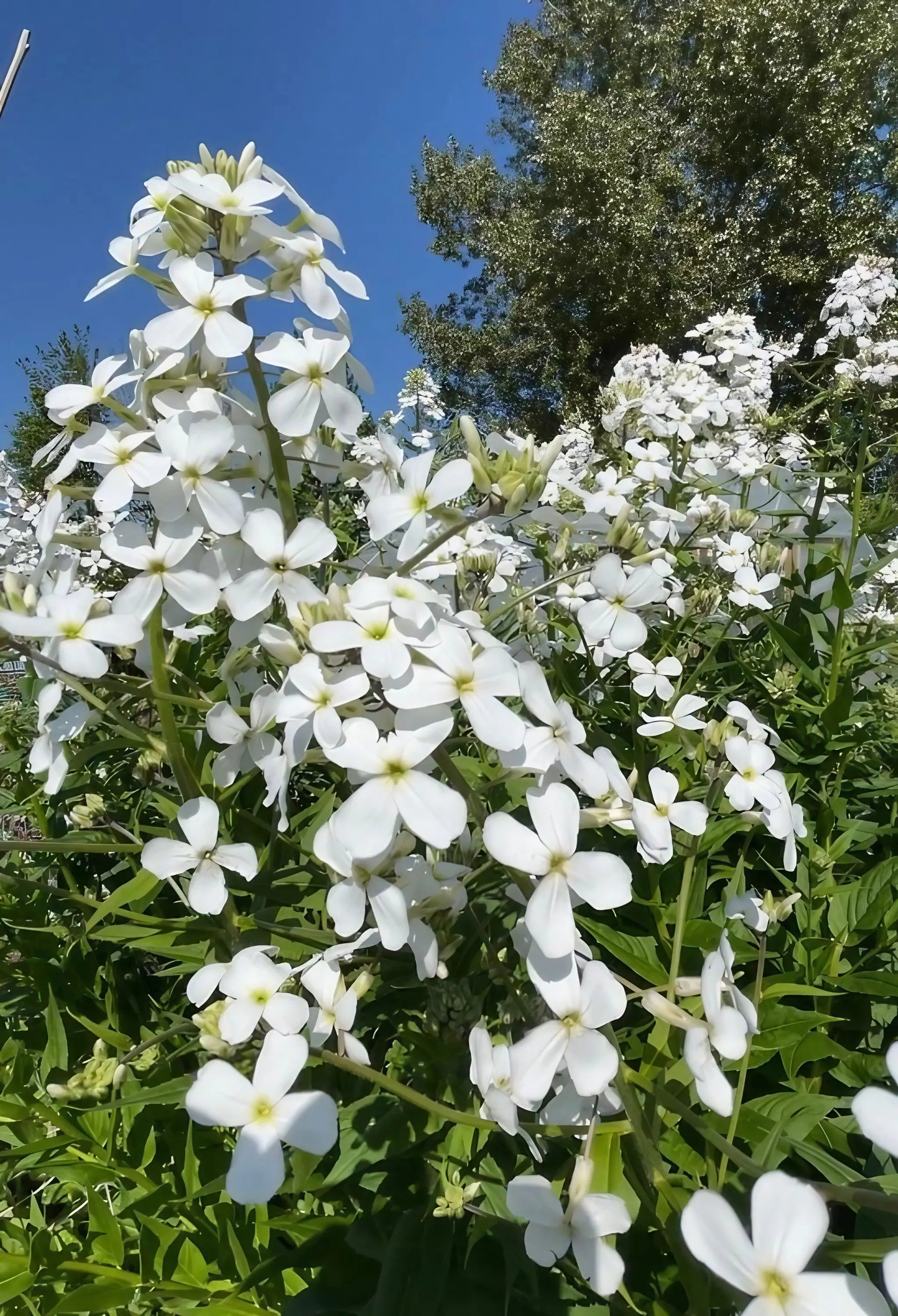 Hesperis matronalis White (Sweet Rocket) - Bishy Barnabees Cottage Garden Ltd