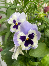 Two Viola Cornuta Large Flower Mix pansies from Bishy Barnabees Cottage Garden bloom with pale purple and white ruffled petals, dark purple centers, and yellow accents among lush green leaves—edible flowers that brighten any garden.