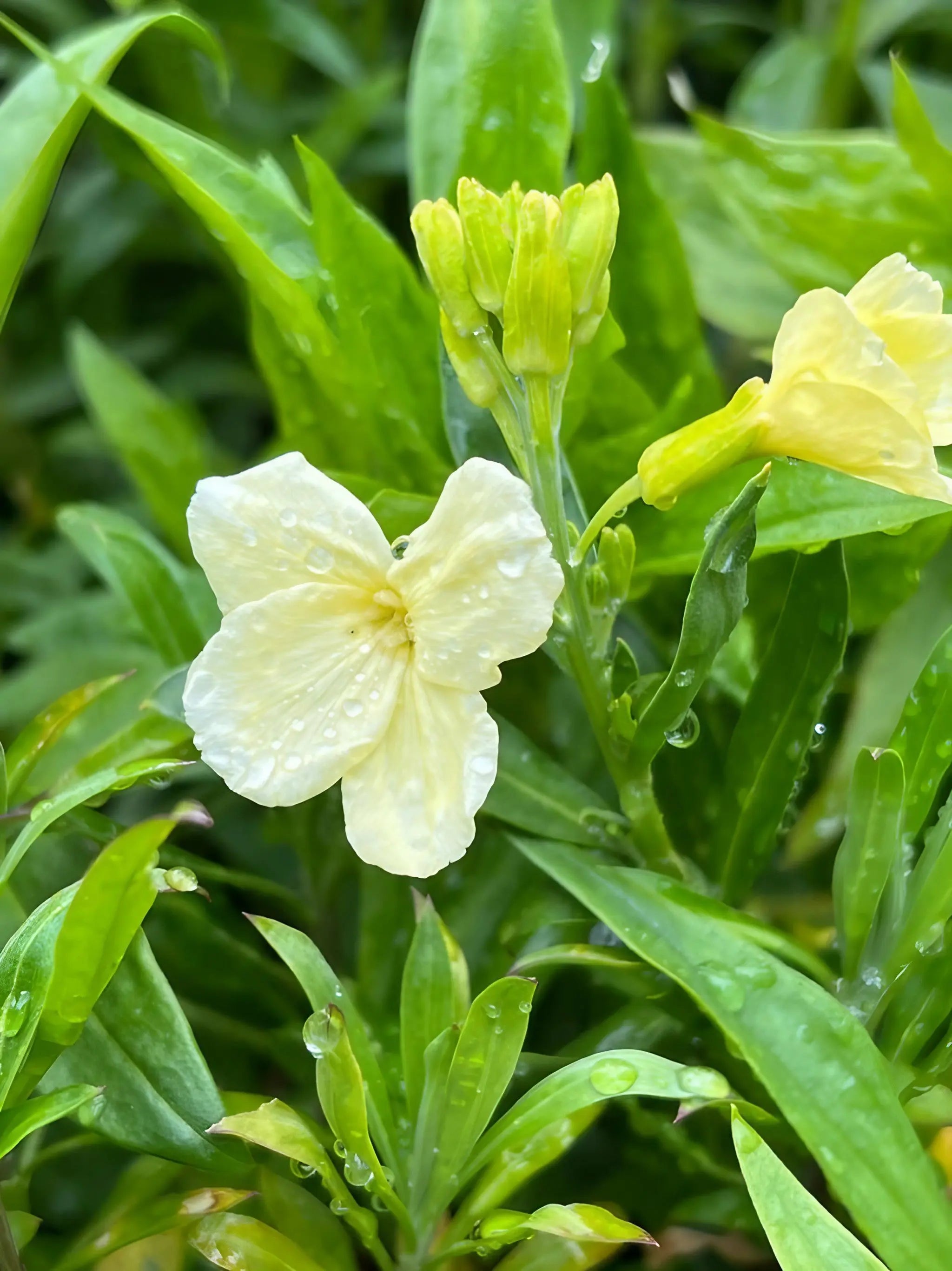 Wallflower Ivory White - Bishy Barnabees Cottage Garden Ltd