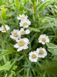 Close-up of Achillea Ballerina by Bishy Barnabees Cottage Garden Ltd—small white wildflowers with yellow centers, nestled among green leaves and grass, create a vibrant natural background with seamlessly blended petals.