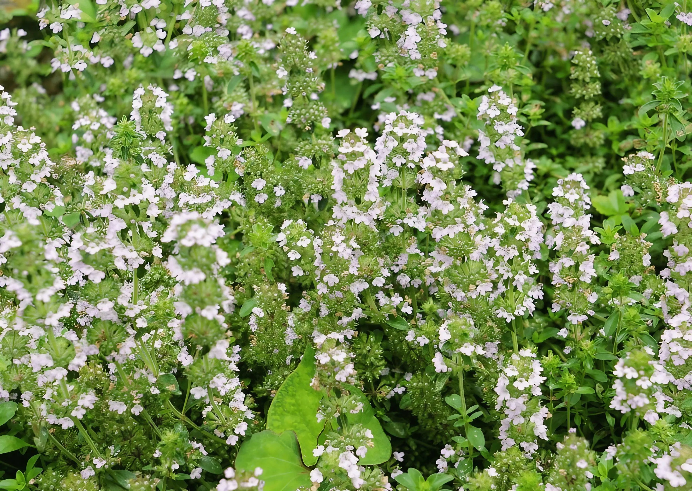 Thyme Common - Bishy Barnabees Cottage Garden Ltd