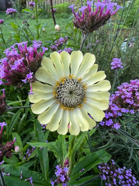 Zinnia Green Envy from Bishy Barnabees Cottage Garden features a pale yellow heirloom bloom at the center, encircled by small purple flowers and lush green foliage—an eye-catching addition to any vibrant garden.