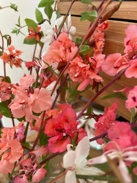 A close-up of vibrant pink, coral, and white Clarkia Crown Double Mix flowers by Bishy Barnabees Cottage Garden Ltd, with green leaves in a bouquet arranged before a wooden drawer.