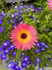 A vibrant Mesembryanthemum Harlequin by Bishy Barnabees Cottage Garden blooms in pink and yellow at the center, surrounded by small purple and blue flowers with green leaves.