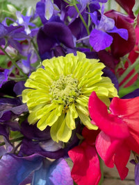 A close-up of Bishy Barnabees Cottage Garden's Zinnia Green Envy, featuring chartreuse-lime green blooms surrounded by vibrant purple, red, and blue sweet pea blossoms for a vivid floral arrangement.