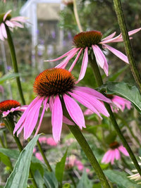 Close-up of Echinacea Purple Coneflower by Bishy Barnabees Cottage Garden, featuring spiky orange centers and drooping pink petals among lush green leaves in a vibrant pollinator-friendly garden.