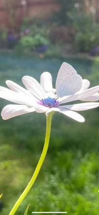 A delicate pale blue butterfly rests on an Osteospermum Sky and Ice - African Daisy by Bishy Barnabees Cottage Garden, its white petals glowing in soft sunlight against a blurred green background, highlighting the graceful insect and elegant bloom.