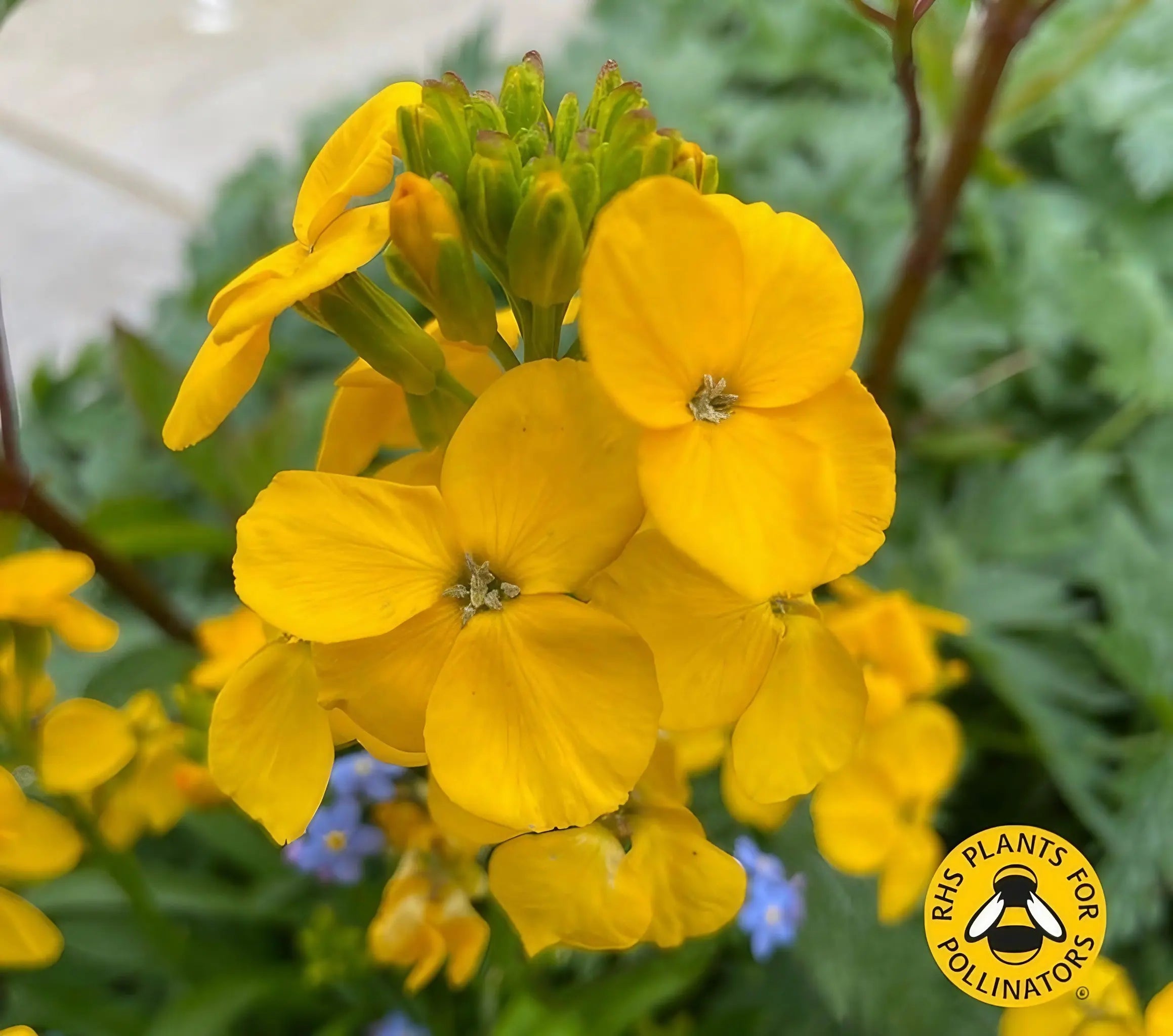 Close-up of vibrant Wallflower Cloth of Gold blooms from Bishy Barnabees Cottage Garden, with green leaves and buds behind; RHS Plants for Pollinators logo at bottom right. Ideal as a classic cottage garden plant.