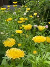 A lush garden features vibrant yellow calendulas and creamy white blooms from Bishy Barnabees Cottage Garden Ltd’s Calendula Pacific Beauty Cream seeds, surrounded by green foliage and a few pale pink flowers in the background.