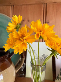 A small glass vase holds Bishy Barnabees Cottage Garden Ltd’s Coreopsis Early Sunrise with ruffled petals, set on a wooden shelf beside a ceramic jug, turquoise plate, and a rooster drawing in the background.