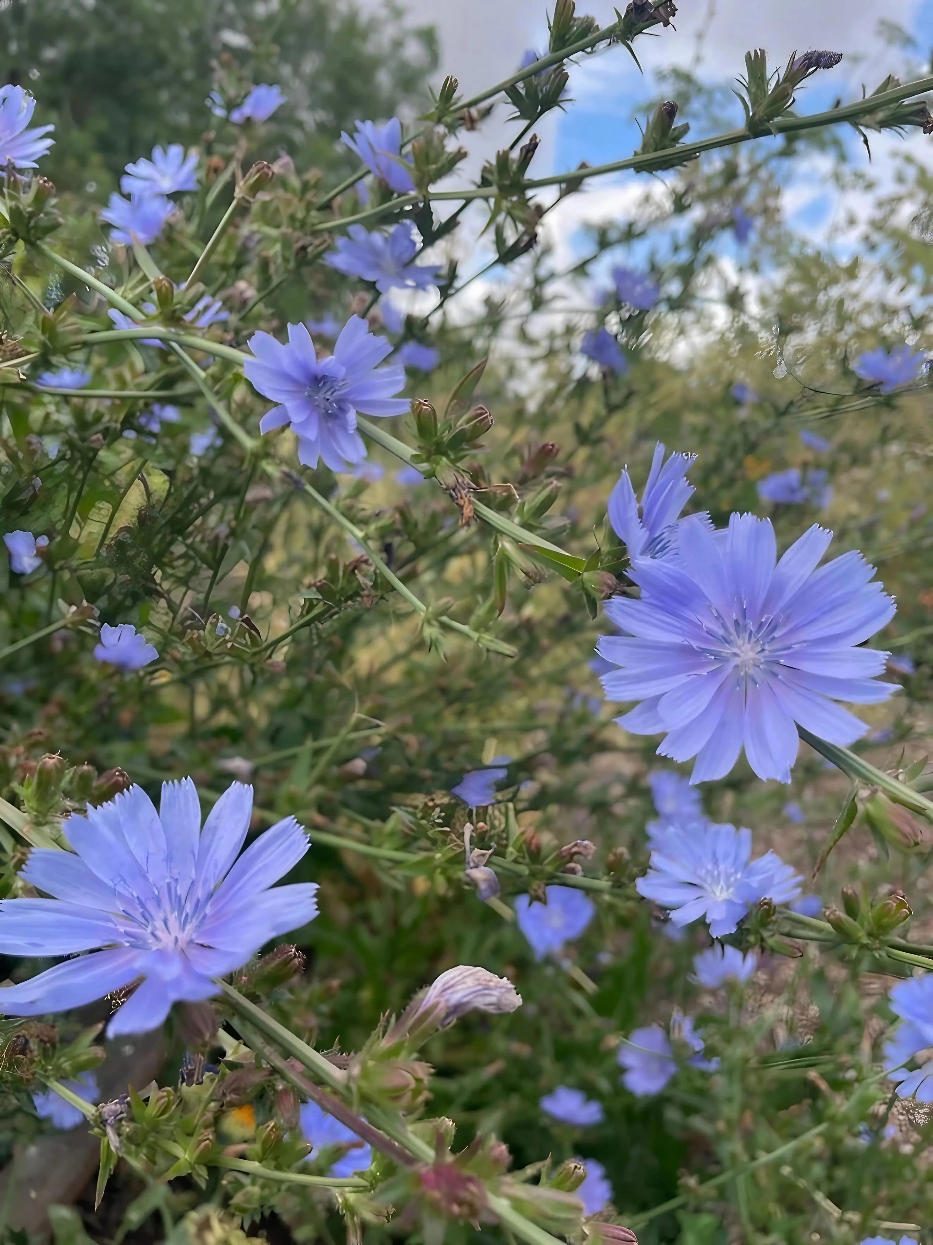 Close-up of Chicory Wild by Bishy Barnabees Cottage Garden Ltd—light purple, feathery-petaled blooms on green stems. These drought-tolerant perennials thrive outdoors against a softly blurred background.