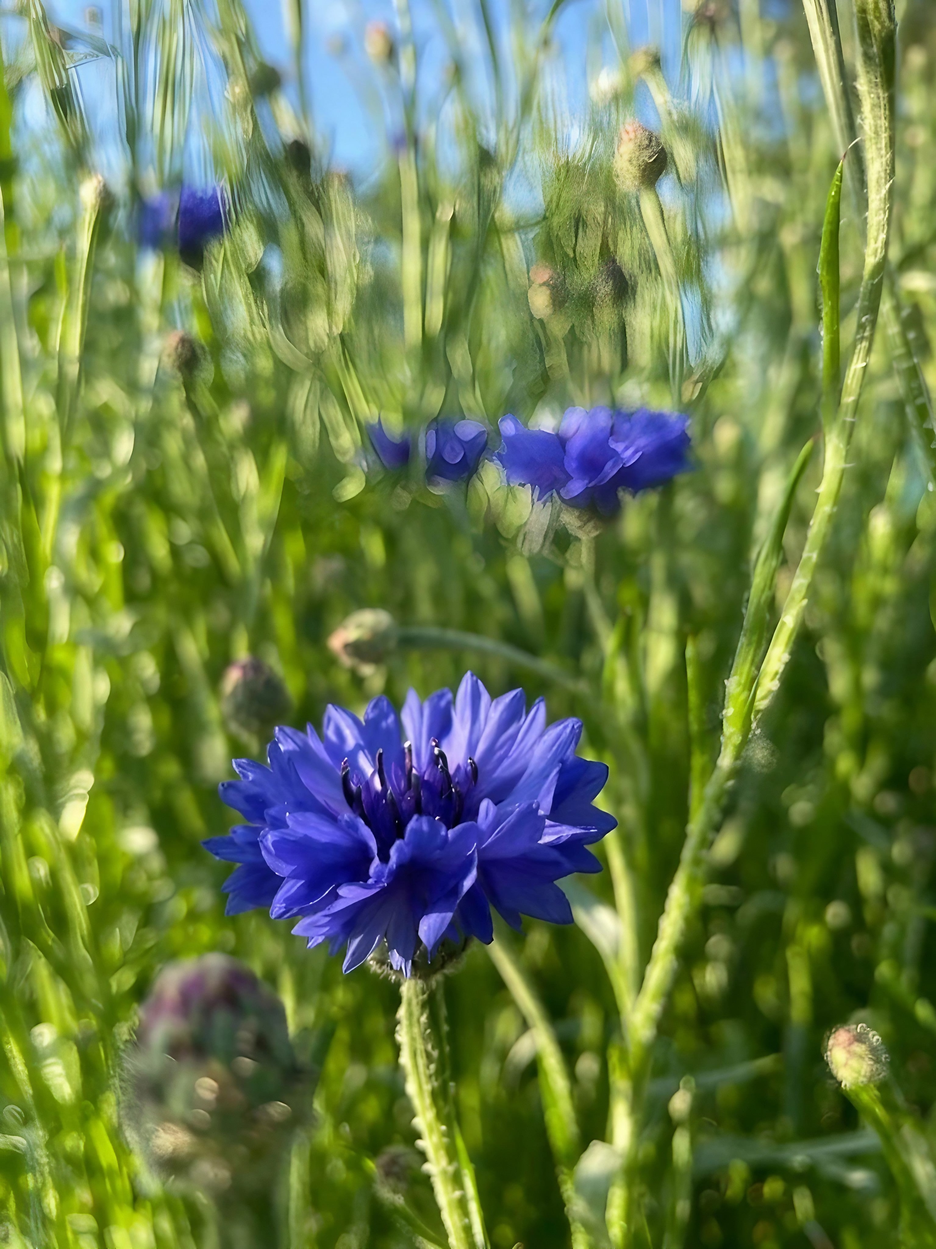 Top view of the Cornflower Blue Ball highlighting its spherical shape