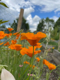 Bishy Barnabees Cottage Garden’s Poppy Californian Golden West displays bright orange, drought-tolerant blooms with green stems and leaves, set before a blurred wooden fence, trees, and a blue sky with clouds.