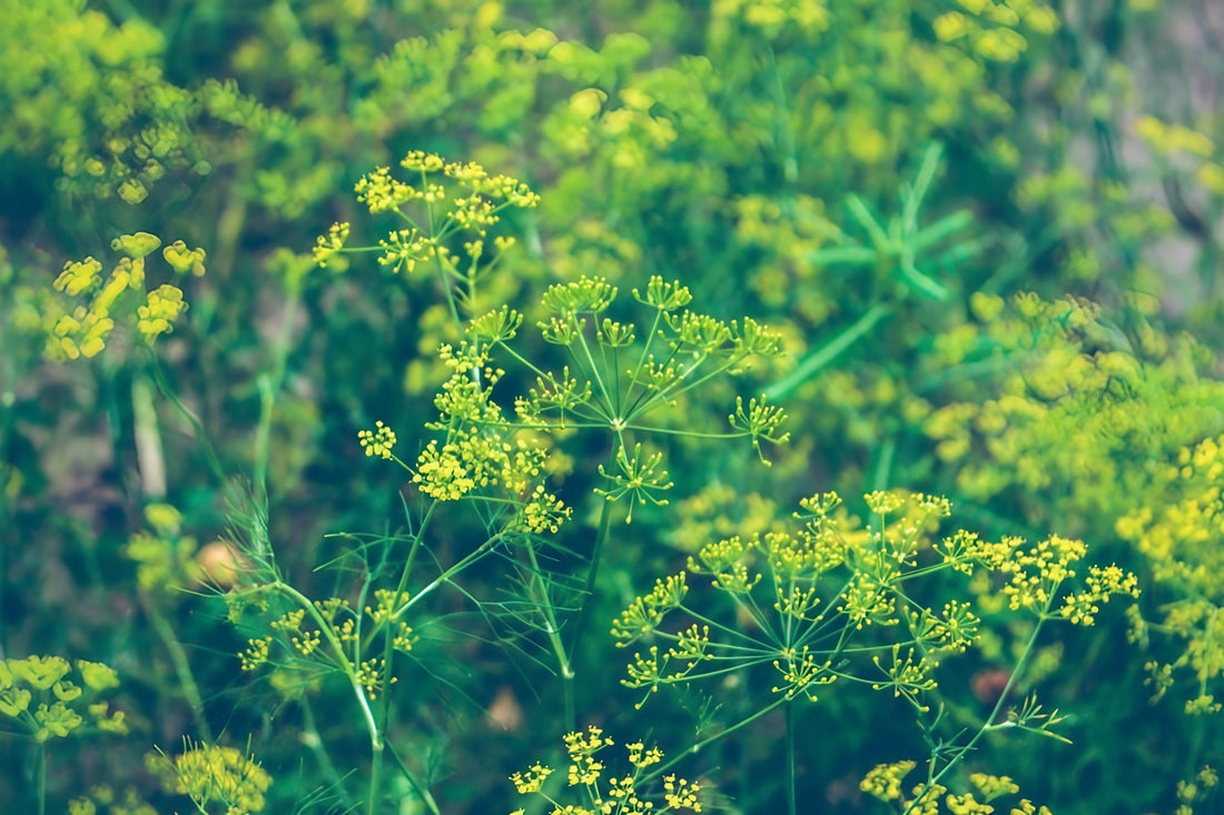 Dill Bouquet Anethum graveolens plants with yellow blossoms in a garden