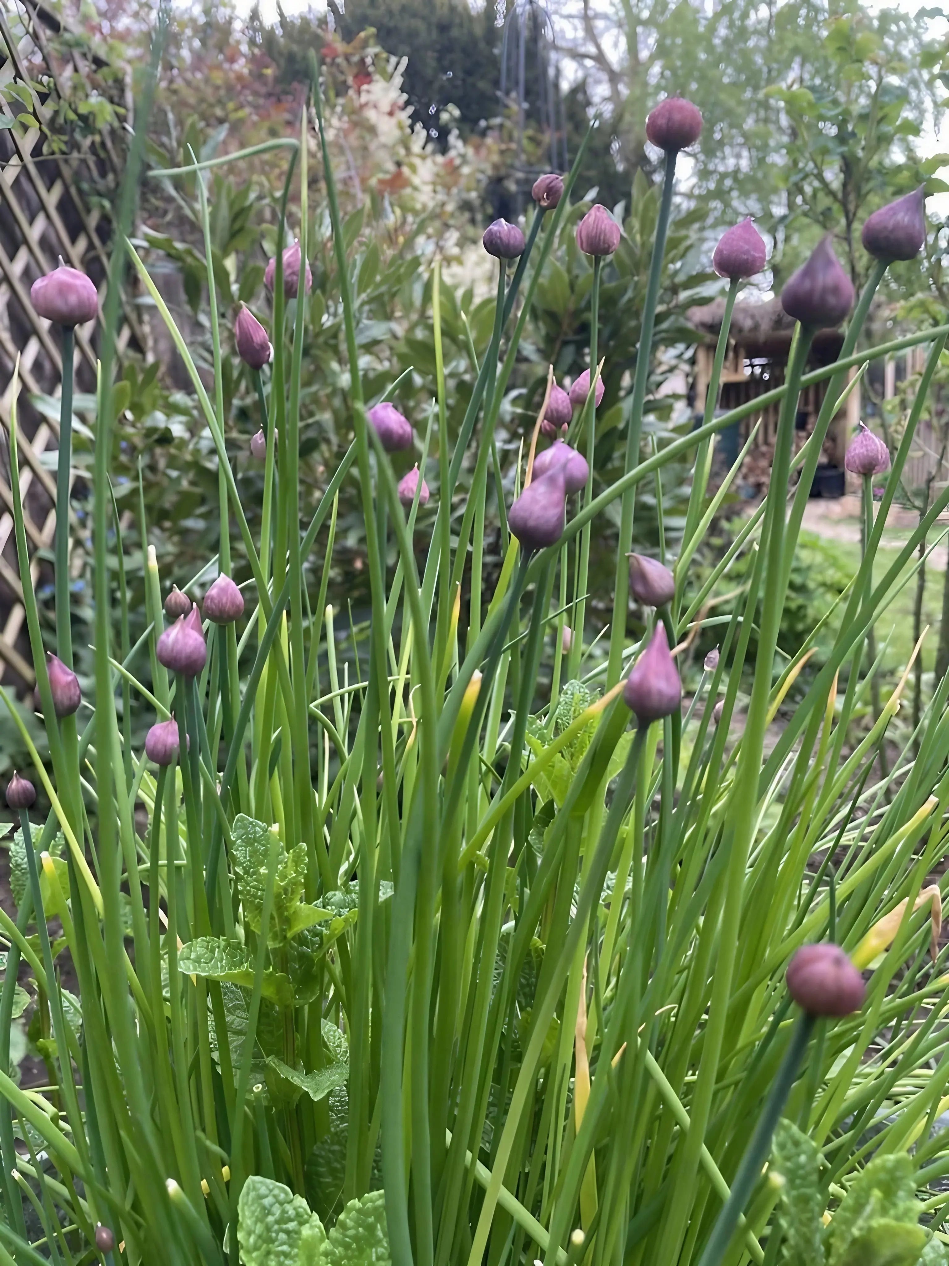 Chive plants with purple buds in a garden setting