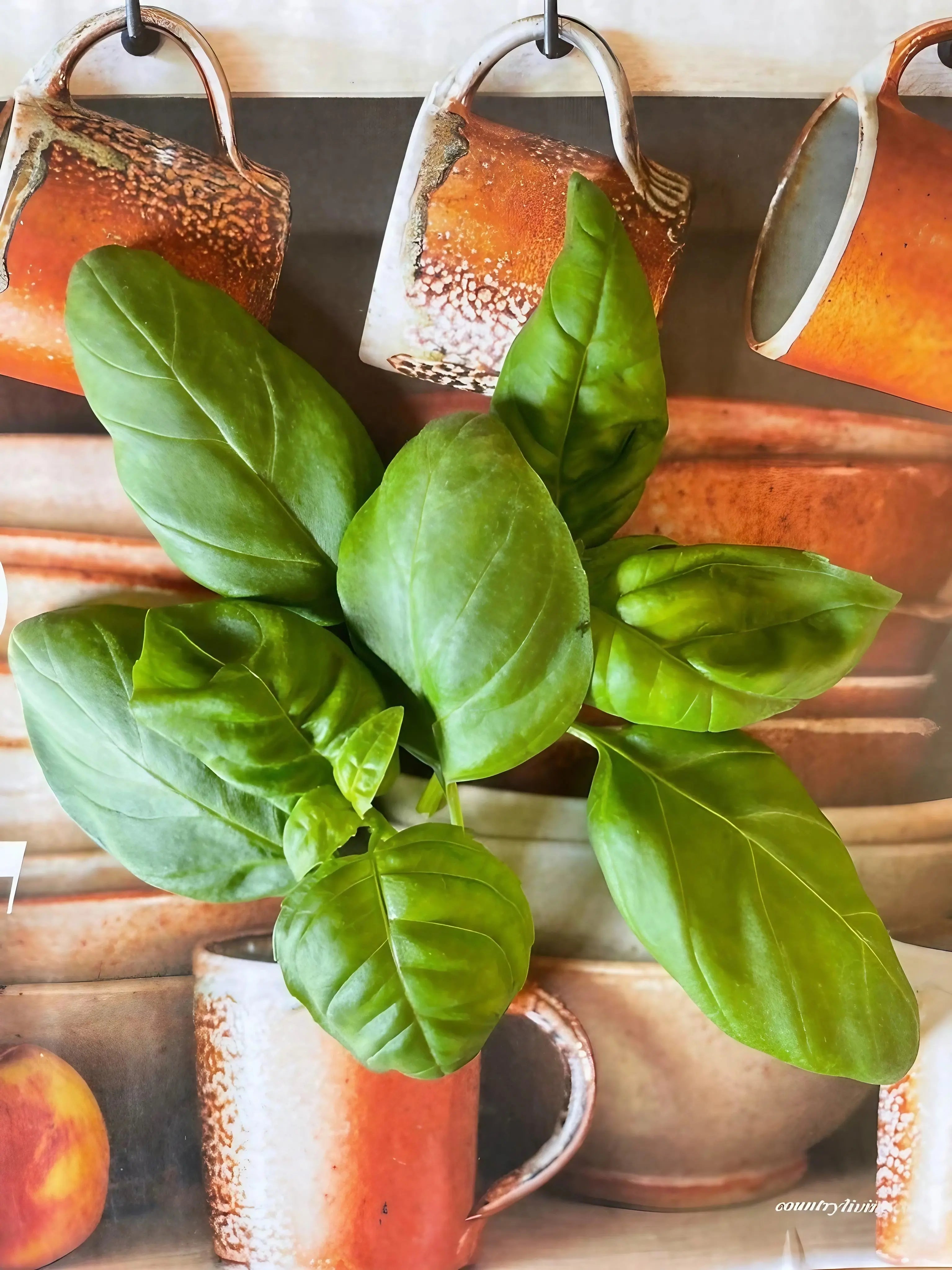 Green basil plant in a rustic setting with ceramic pots and a peach.