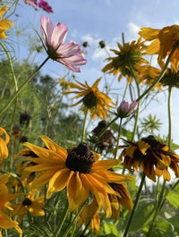 Bright yellow and orange Black-eyed Susan blooms from Bishy Barnabees Cottage Garden's Rudbeckia Marmalade seeds, accented by pink cosmos in a lush garden. Green stems and blue sky highlight this striking container plant display.