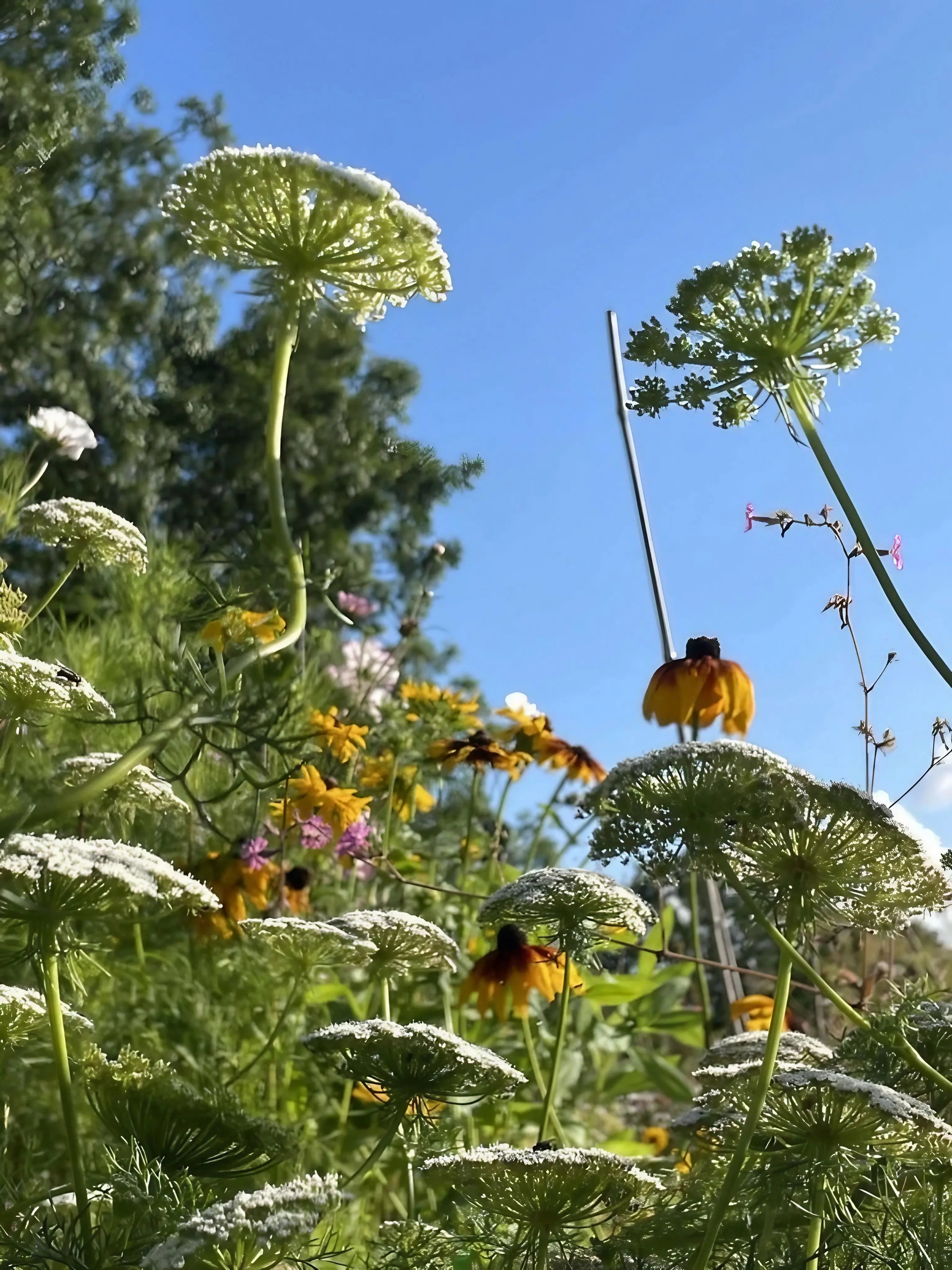 Ammi visnaga with a clear blue sky in the background