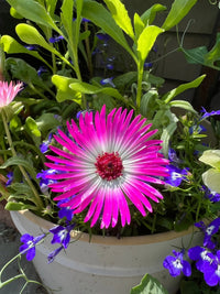 A vibrant magenta and white Mesembryanthemum Harlequin from Bishy Barnabees Cottage Garden blooms in a pot among green leaves and small purple flowers, sunlight streaming over the scene.