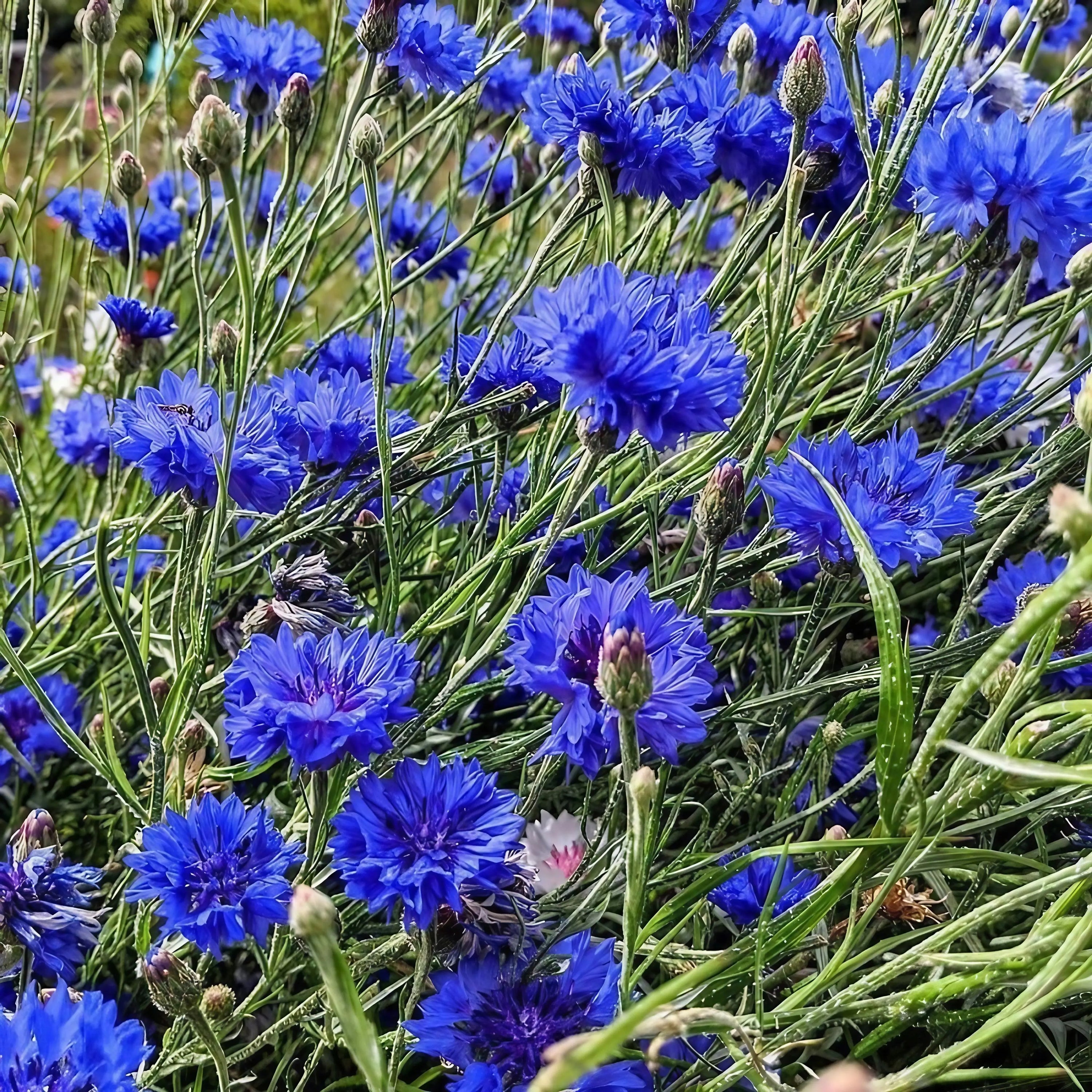 A cluster of vibrant blue Cornflower Blue Ball blooms from Bishy Barnabees Cottage Garden Ltd features spiky green stems and buds that flourish outdoors, providing a cut-and-come-again nectar source for bees as they bloom in stages.