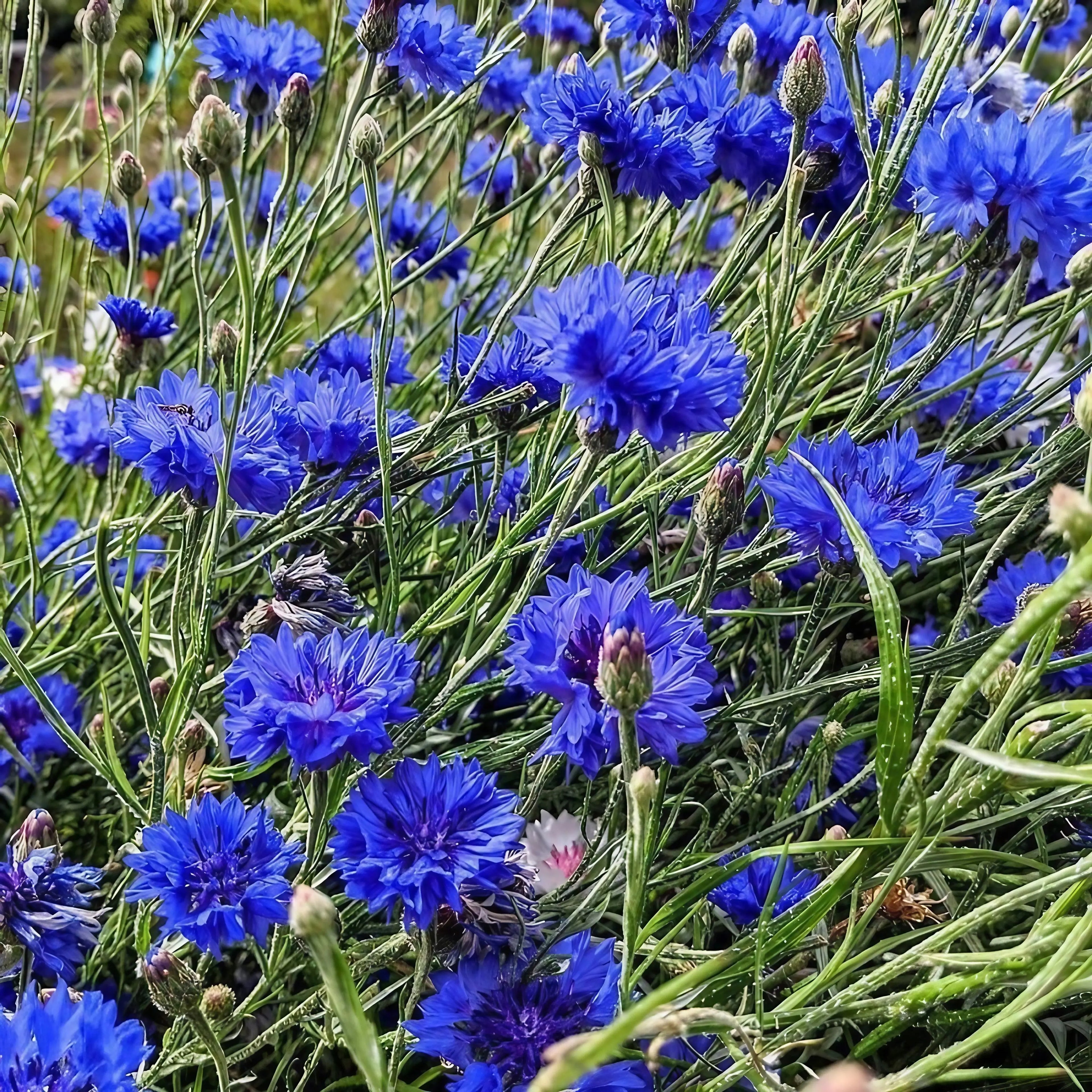 Cornflower Blue Ball - Bishy Barnabees Cottage Garden Ltd