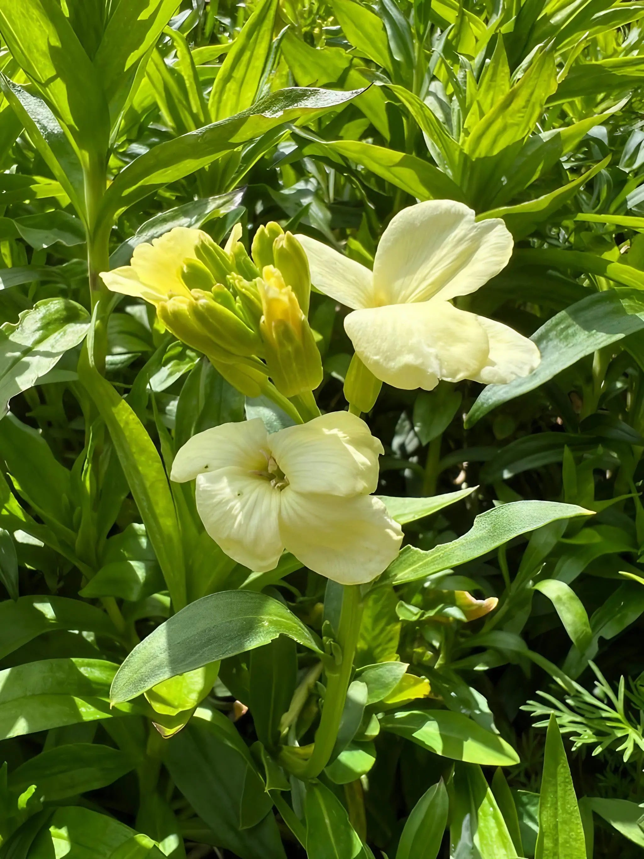 Wallflower Ivory White - Bishy Barnabees Cottage Garden Ltd