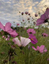 Close-up of Cosmos Seashell by Bishy Barnabees Cottage Garden, pink and white blooms with green foliage under a sunlit cloudy sky. A soft, natural scene perfect for pastel summer bouquets.