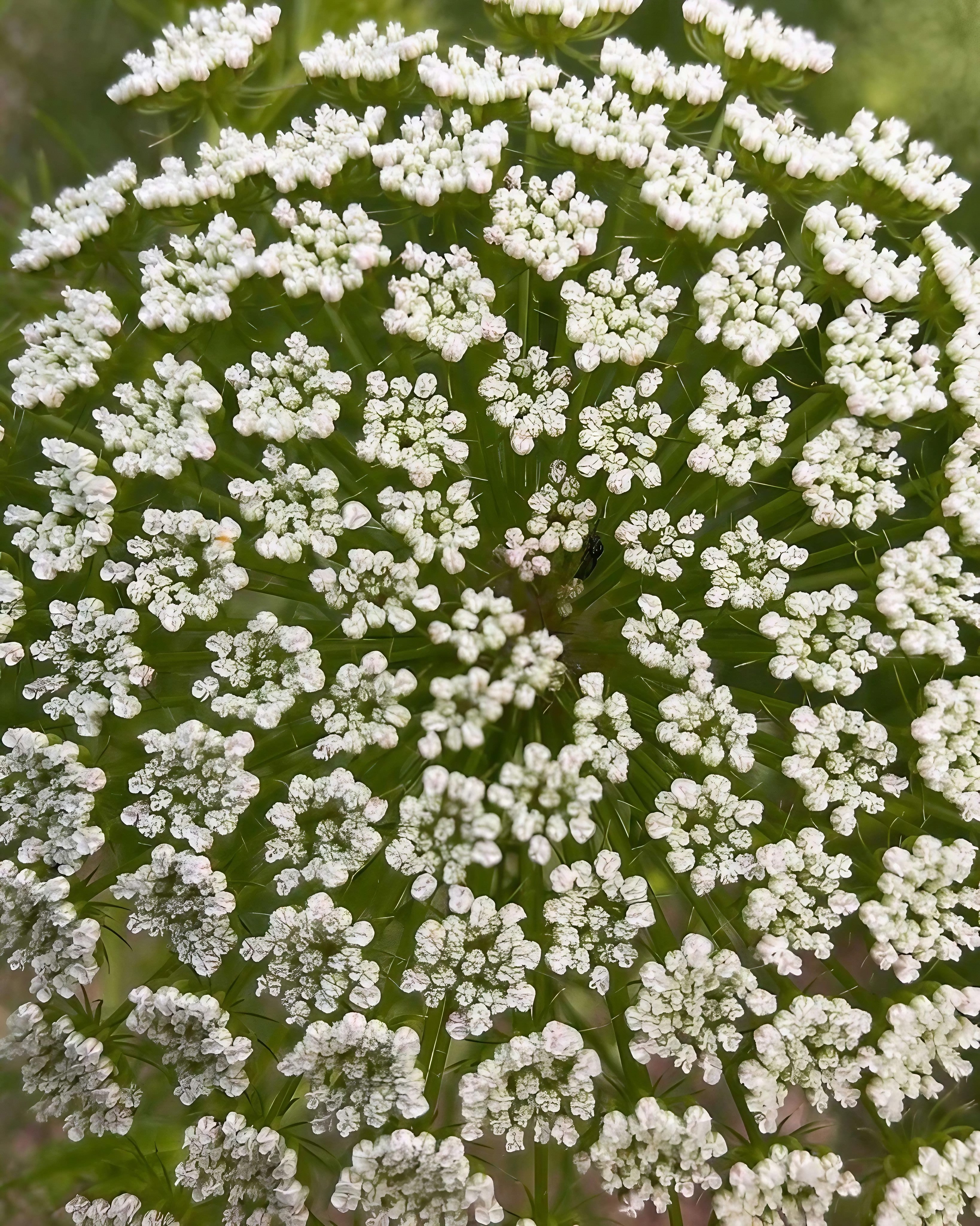 Detailed image of Ammi Visnaga&