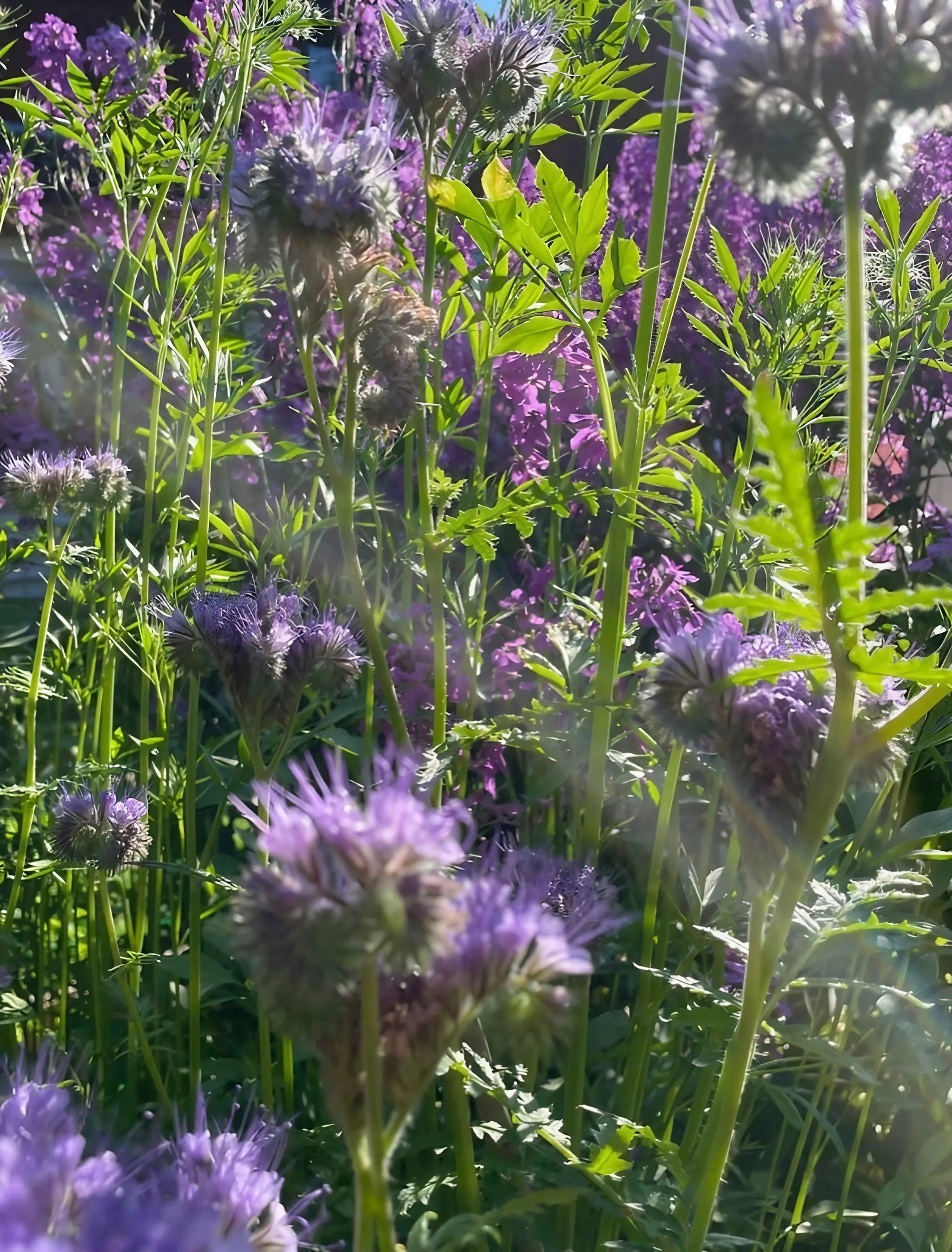 Close-up of tall, wild green plants and bee-friendly purple blooms grown from Bishy Barnabees Cottage Garden Phacelia seeds, with sunlight highlighting lush foliage and abundant clustered flowers in the background.