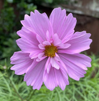 A close-up of a pink cosmos flower with a yellow center, set against green foliage and a wooden fence—perfect inspiration for those growing cottage garden blooms from Bishy Barnabees Cottage Garden Ltd’s Cosmos Sensation Mixed seeds.