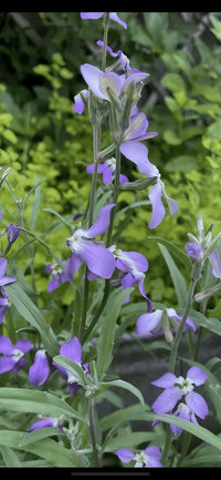 Tall stems with clusters of delicate purple flowers and elongated green leaves from Bishy Barnabees Cottage Garden's Stocks Night Scented Lavender are shown against lush foliage, capturing the plant's enchanting evening charm.
