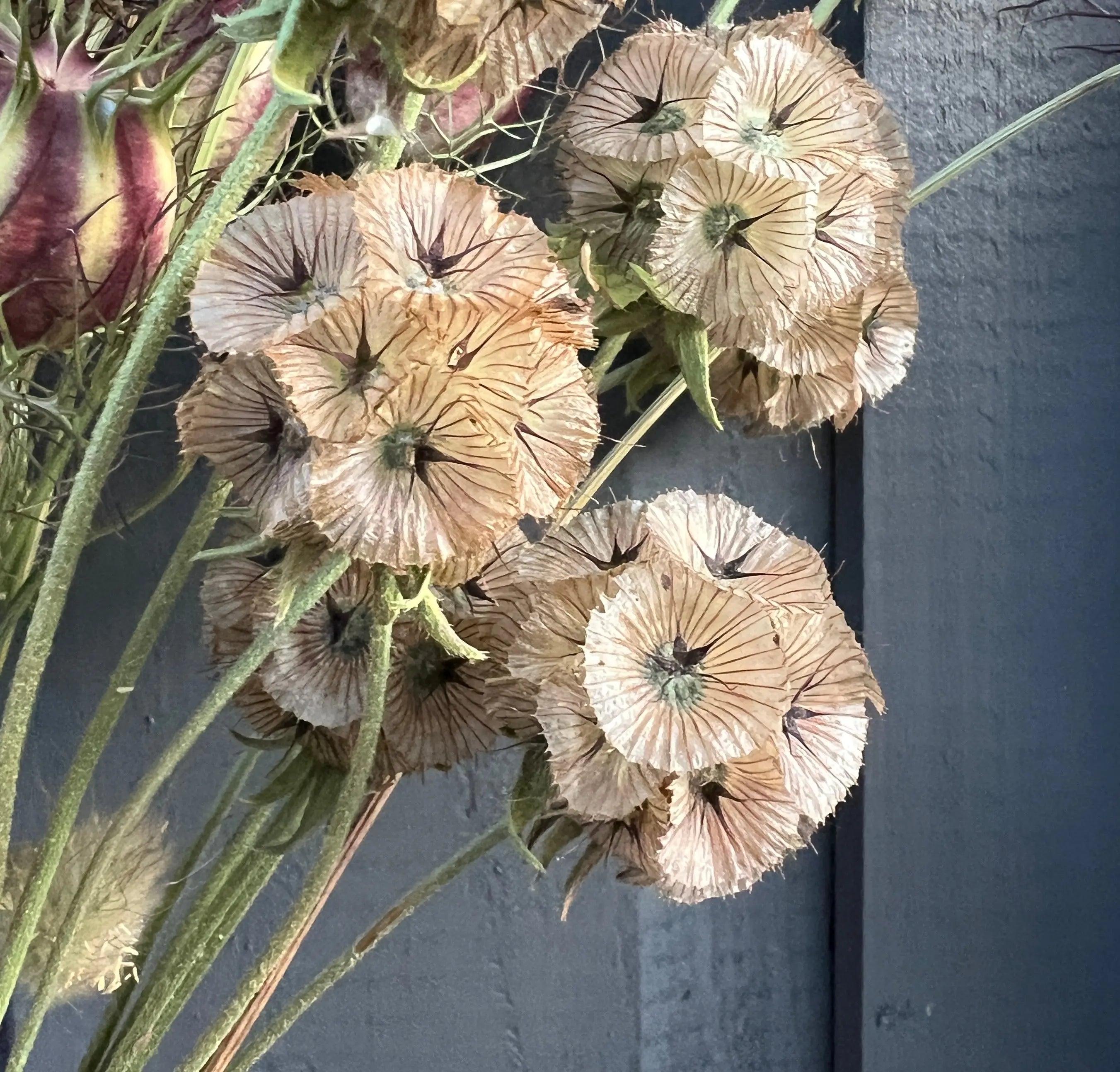 Scabious Stellata Seed Heads Dried - Bishy Barnabees Cottage Garden Ltd