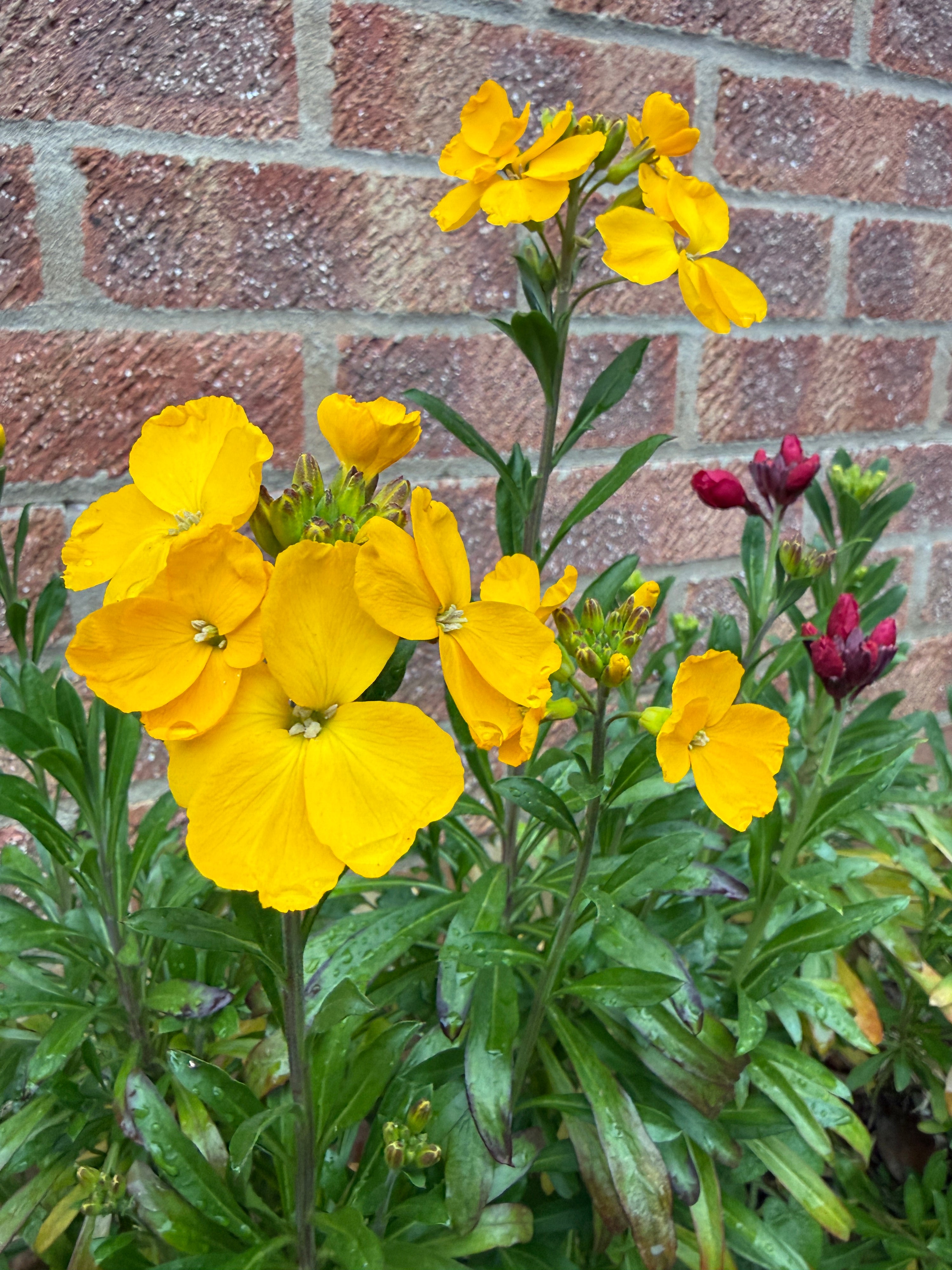 Bishy Barnabees Cottage Garden’s Wallflower Cloth of Gold produces bright yellow blooms with green leaves, thriving before a red brick wall. Red buds in the background complete this classic cottage garden display.