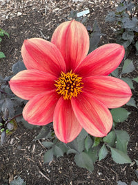 A close-up of Bishy Barnabees Cottage Garden's Dahlia Bishops Children Mix, featuring vibrant red and orange blooms with yellow centers above dark foliage—an eye-catching, bee-friendly choice for any garden.