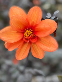 A vibrant orange Dahlia Bishops Children Mix by Bishy Barnabees Cottage Garden, featuring bold petals and a yellow center, stands out against a softly blurred green and gray background.