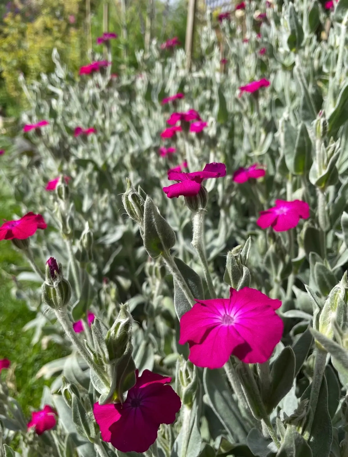 Rose Campion - Bishy Barnabees Cottage Garden Ltd