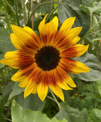 The Sunflower Ring of Fire by Bishy Barnabees Cottage Garden Ltd features yellow petals edged in orange-red and a dark brown center, set among green leaves—an eye-catching ornamental panel ideal for brightening any space.