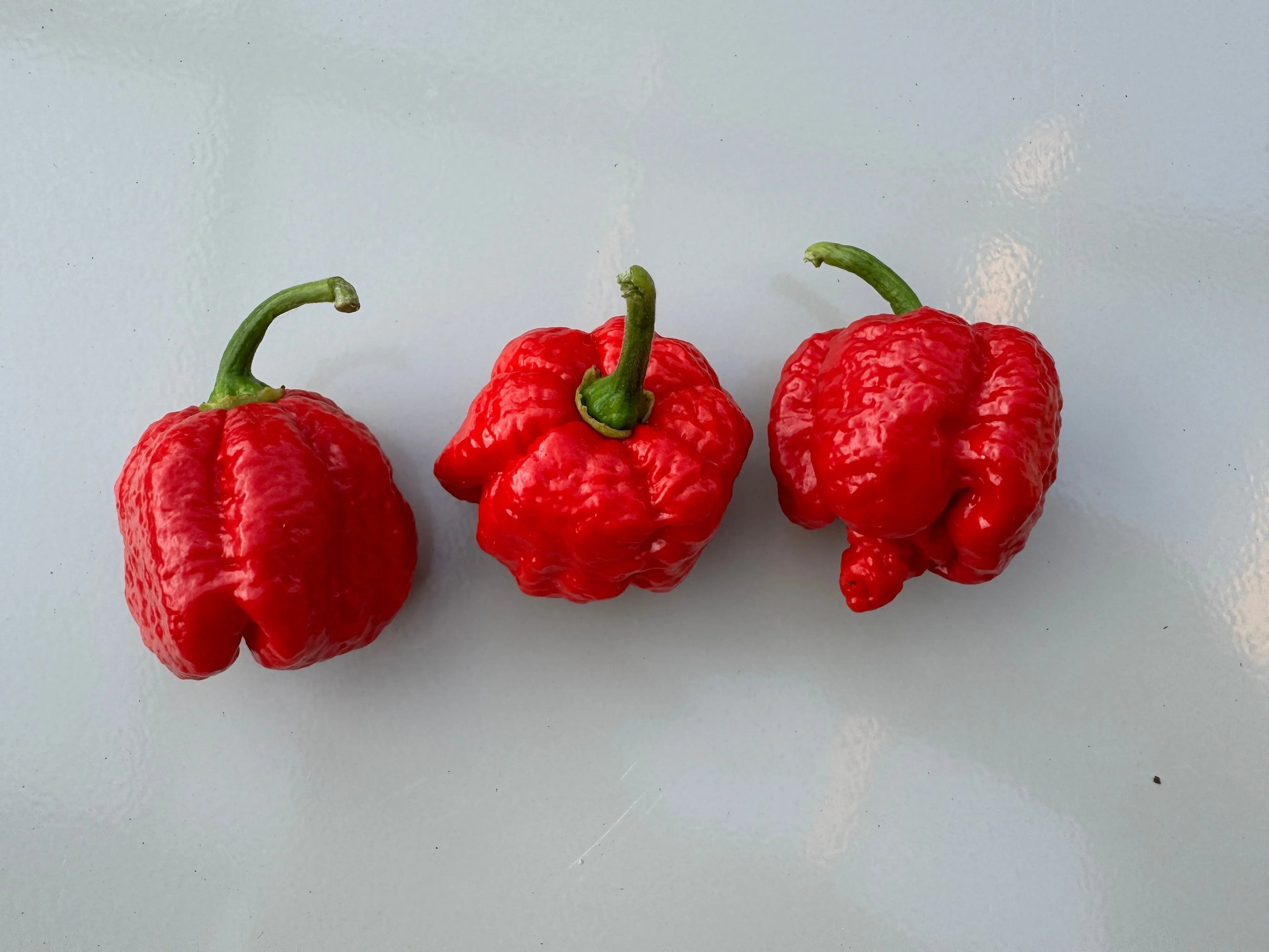 7 Pot Infinity Chilli - Bishy Barnabees Cottage Garden Ltd